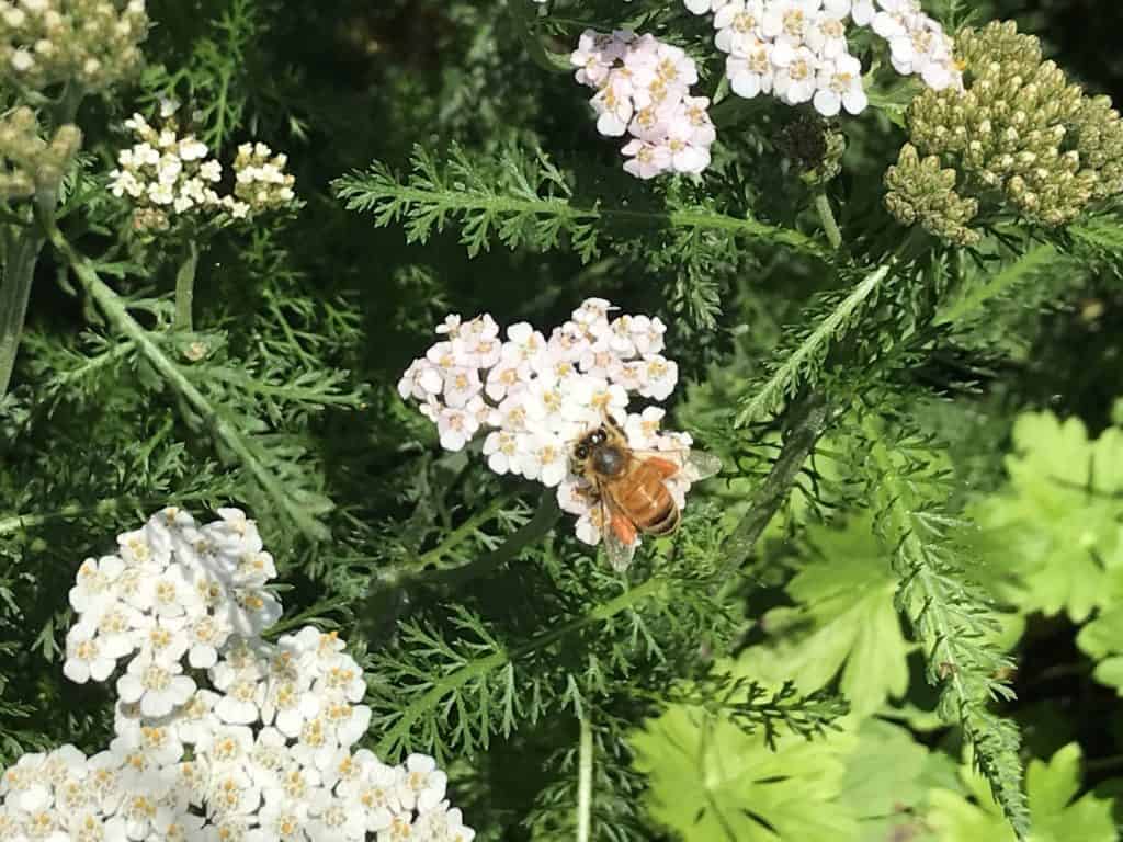 yarrow skincare plant medicine