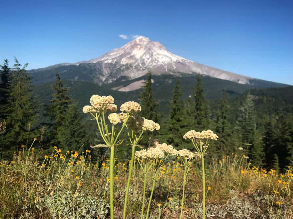 mountain meadow flowers