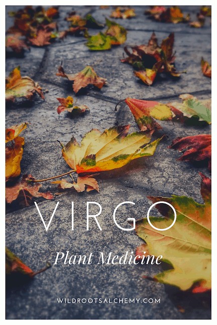 Learn about the organ systems and energetics correlated with Virgo, and which herbs can best support Virgos and all of us during planetary transits in the zodiac sign.