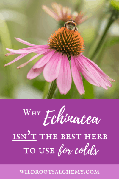 Echinacea for colds