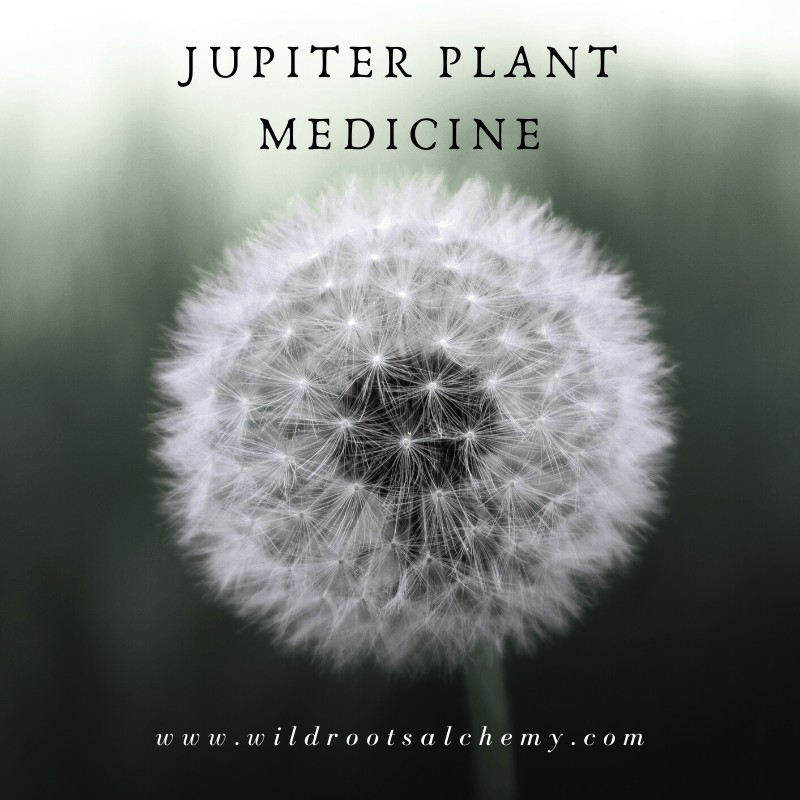 Jupiter is the planet of abundance, expansion, and radiant energy! But Jupiter's impact in our lives can also signify a time of overindulgence, impacting some of our vital organs including our liver. Learn about Jupiter's energy and which herbs can help support you!