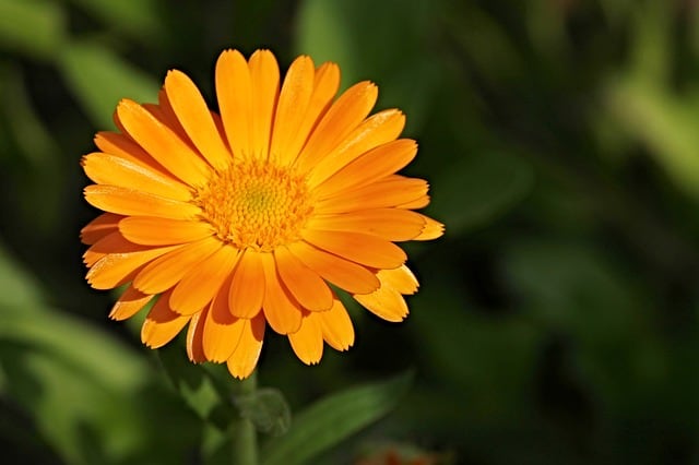 calendula skincare