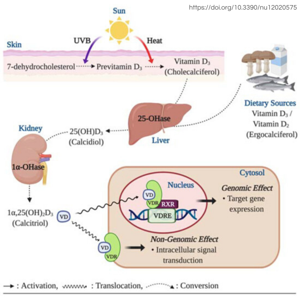 vitamin D metabolism pathway