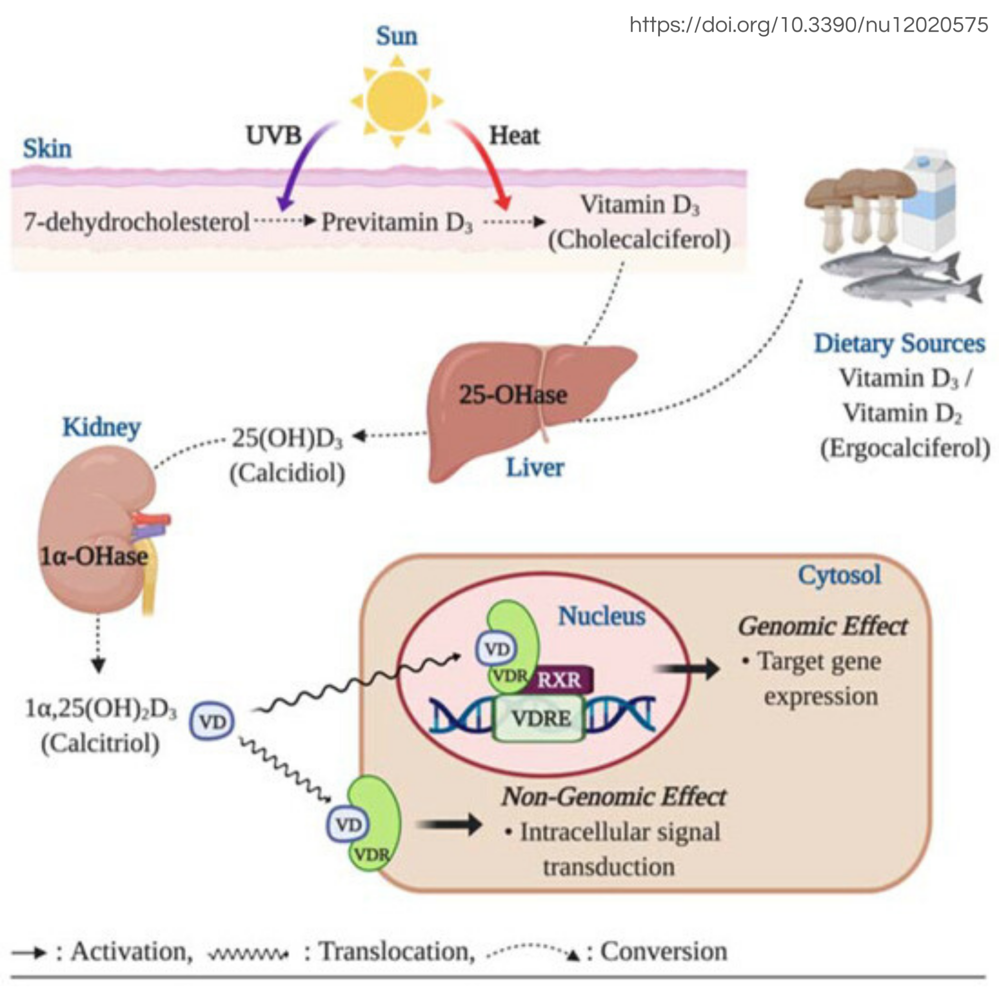 Vitamin D And Testosterone Deficiency at Becky Shah blog