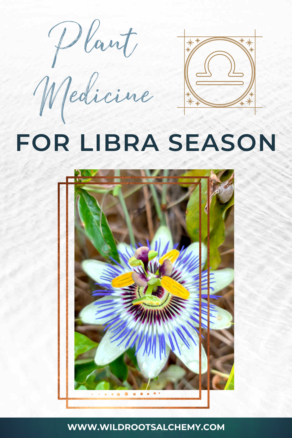 Plant Medicine For Libra Season Wild Roots Alchemy